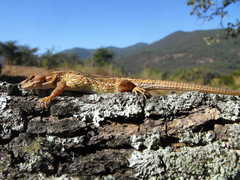 Sceloporus scalaris