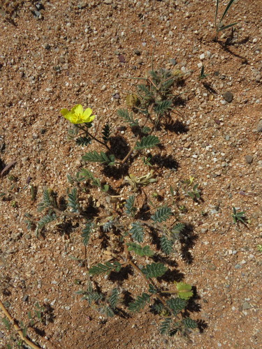 Tribulus cristatus image