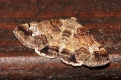 Cryphaea xylina