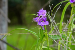Tradescantia humilis