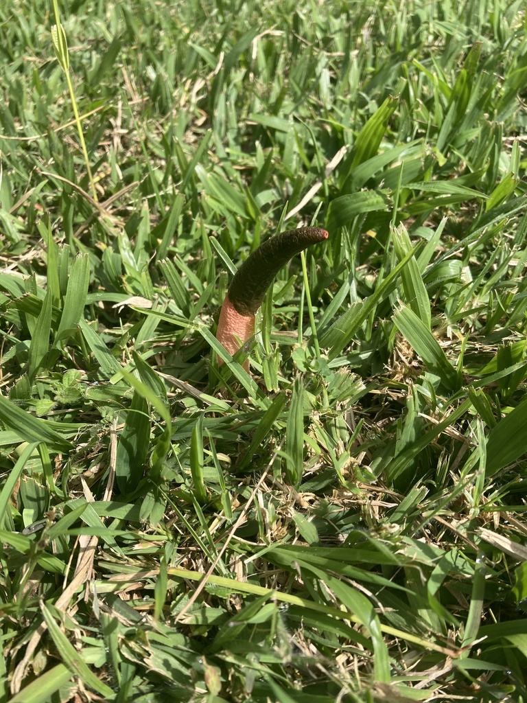 Mutinus elegans · November 2023 · photo: © ramencito_tofu (iNaturalist, cc-by)