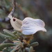 Pogonospermum incanum - Photo (c) David Hoare, algunos derechos reservados (CC BY-NC), subido por David Hoare