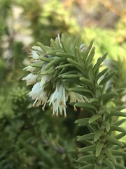 Campylostachys cernua