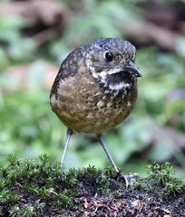 Scaled Antpitta photo 4