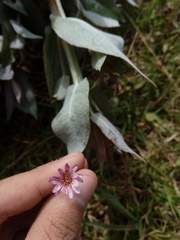 Noticastrum marginatum