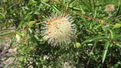 Cephalanthus salicifolius
