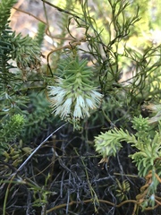 Campylostachys cernua