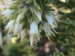 Campylostachys cernua