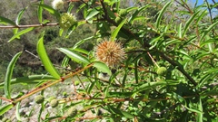 Cephalanthus salicifolius