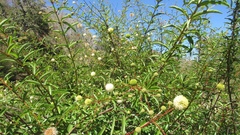 Cephalanthus salicifolius
