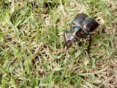 Sphaenognathus armatus