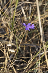 Delphinium consolida paniculatum