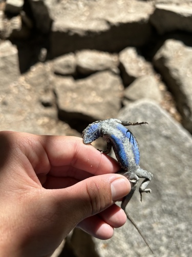 iNaturalist observation photo of Western Fence Lizard