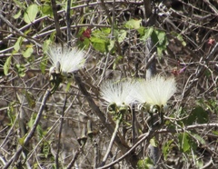 Pseudobombax palmeri