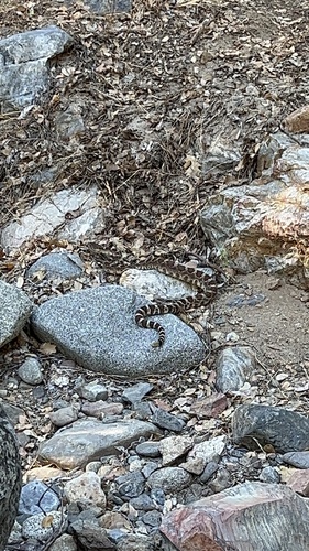 iNaturalist observation photo of Northern Pacific Rattlesnake