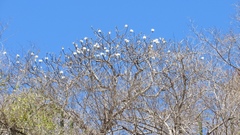 Pseudobombax palmeri