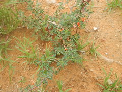 Indigofera sessilifolia