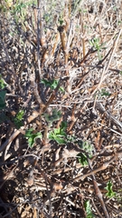 Pelargonium gibbosum