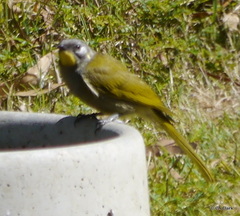 Nesoptilotis flavicollis