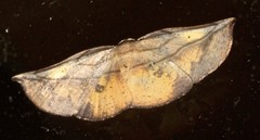 Xenomusa metallica