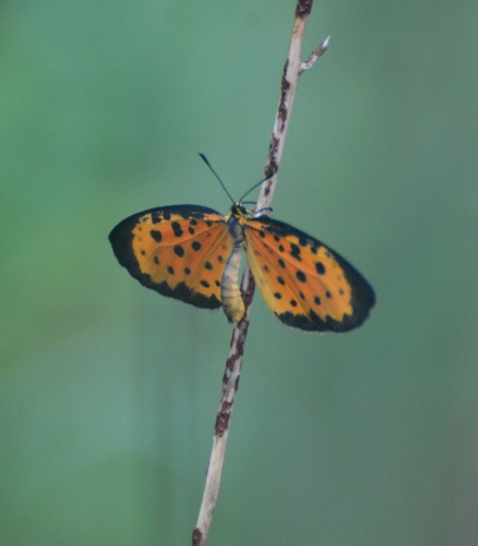 Paul's Pentila