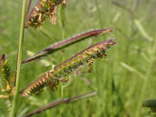 Bread Grass (Urochloa brizantha)
