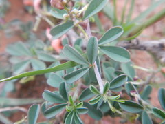 Indigofera sessilifolia