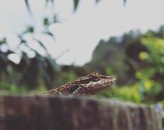Anolis mariarum