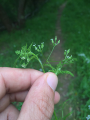 Anthriscus caucalis