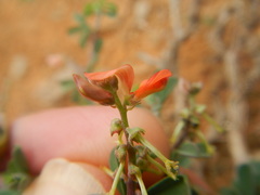 Indigofera sessilifolia