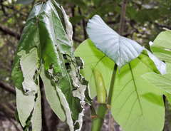 Colobura dirce dirce