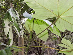 Colobura dirce dirce