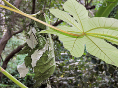 Colobura dirce dirce