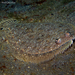Spot-tail Wide-eye Flounder - Photo (c) Pauline Walsh Jacobson, some rights reserved (CC BY), uploaded by Pauline Walsh Jacobson