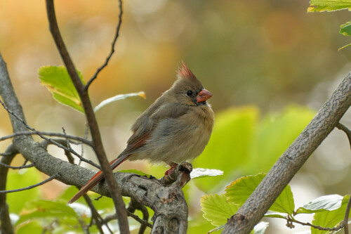 Northern Cardinal photographed in Illinois