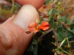 Indigofera sessilifolia
