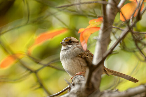 White-throated Sparrow photographed in Illinois