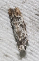 Hypatima