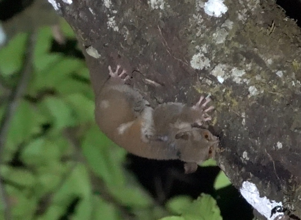 Northern Needle-clawed Galago from Riaba, Equatorial Guinea on January ...