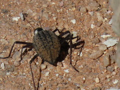 Onymacris