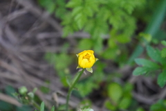 Ranunculus macranthus
