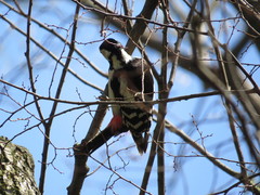 Dendrocopos major