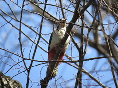 Dendrocopos major
