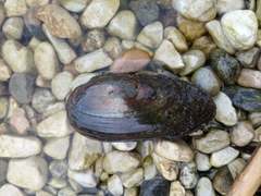 Unio elongatulus