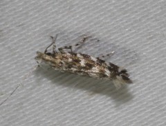 Otonoma anemois