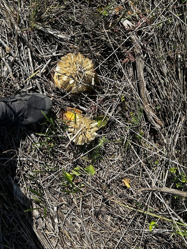 Massonia longipes