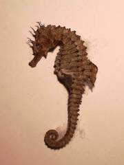 Hippocampus guttulatus