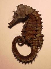 Hippocampus guttulatus