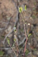 Senecio aphanactis