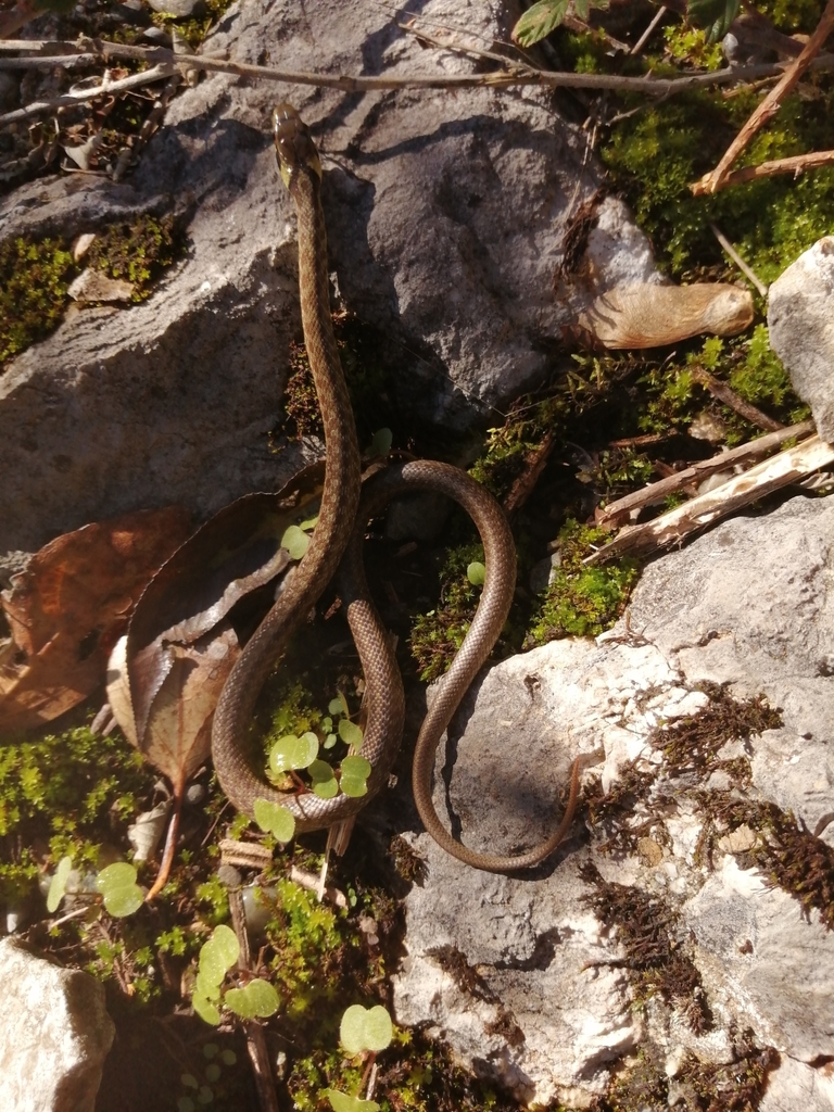 Aesculapian Snake from Le Bourget-du-Lac, France on November 8, 2023 at ...